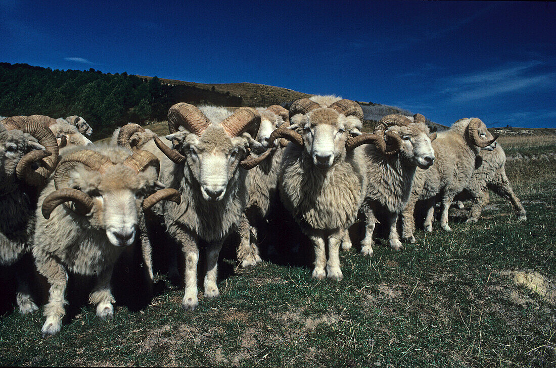 View of Drysdale rams, New Zealand, Oceania