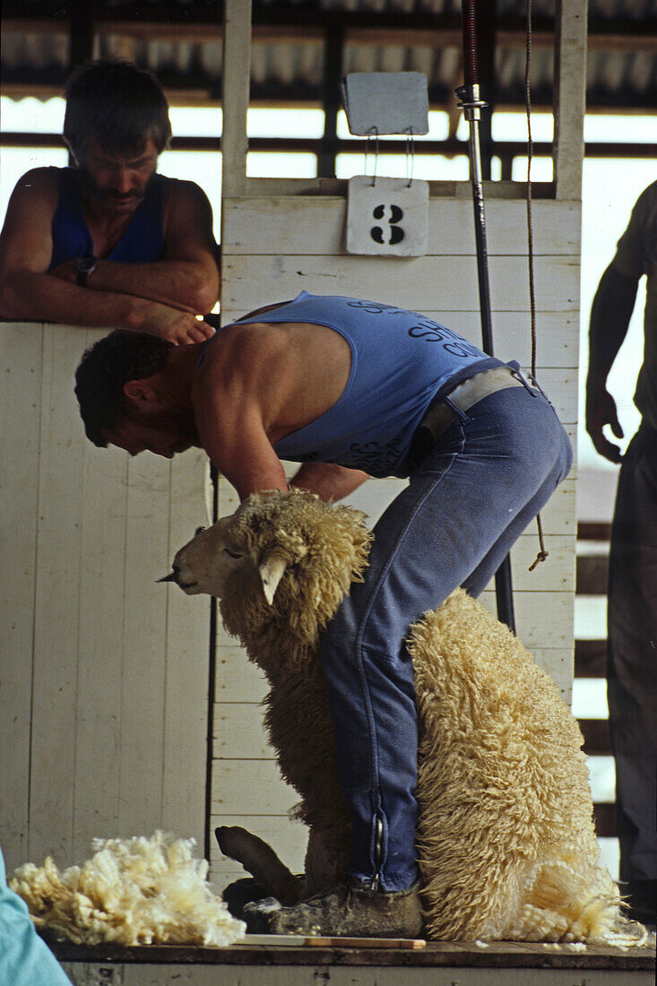 Sheep shearing, in shed, NZ, Shearer at work, South Island, New Zealand Schafscherer