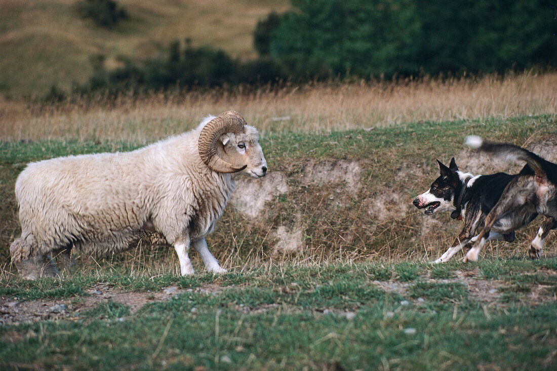 Sheepdog chasing Drysdale ram, New Zealand, Oceania