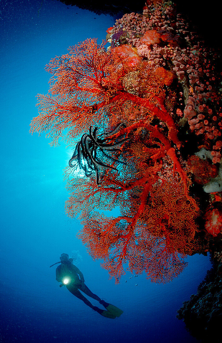 Scuba diver and coral reef, Indonesia, Bali, Indian Ocean