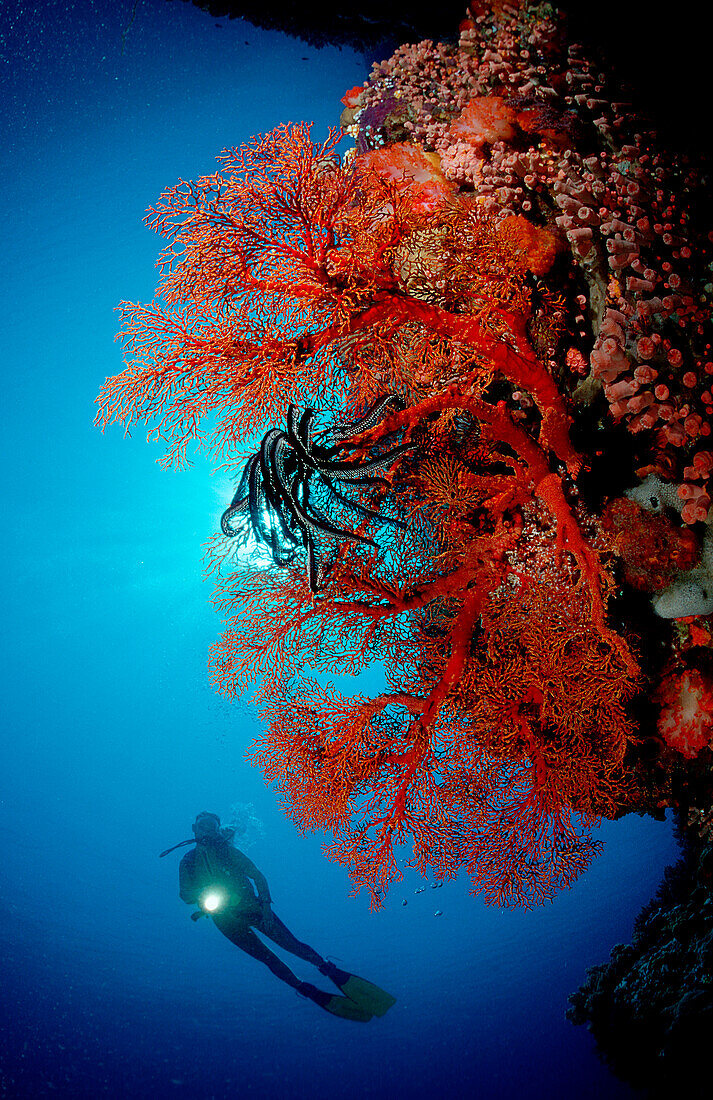 Taucher und Korallenriff, Indonesien, Bali, Indischer Ozean