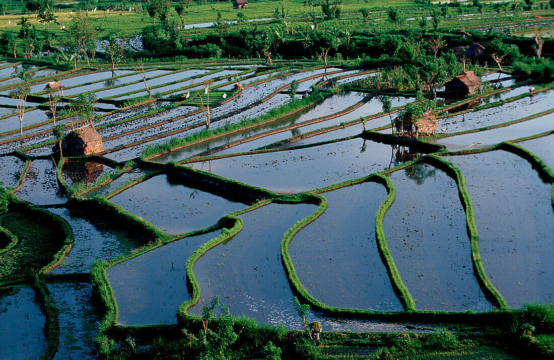 Reisfeld, Luftaufnahme, rice field, air image