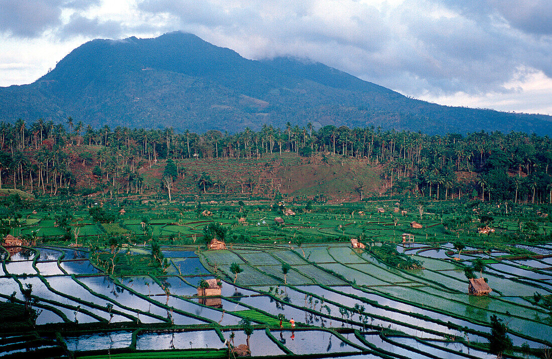 Reisfeld, Luftaufnahme, rice field, air image
