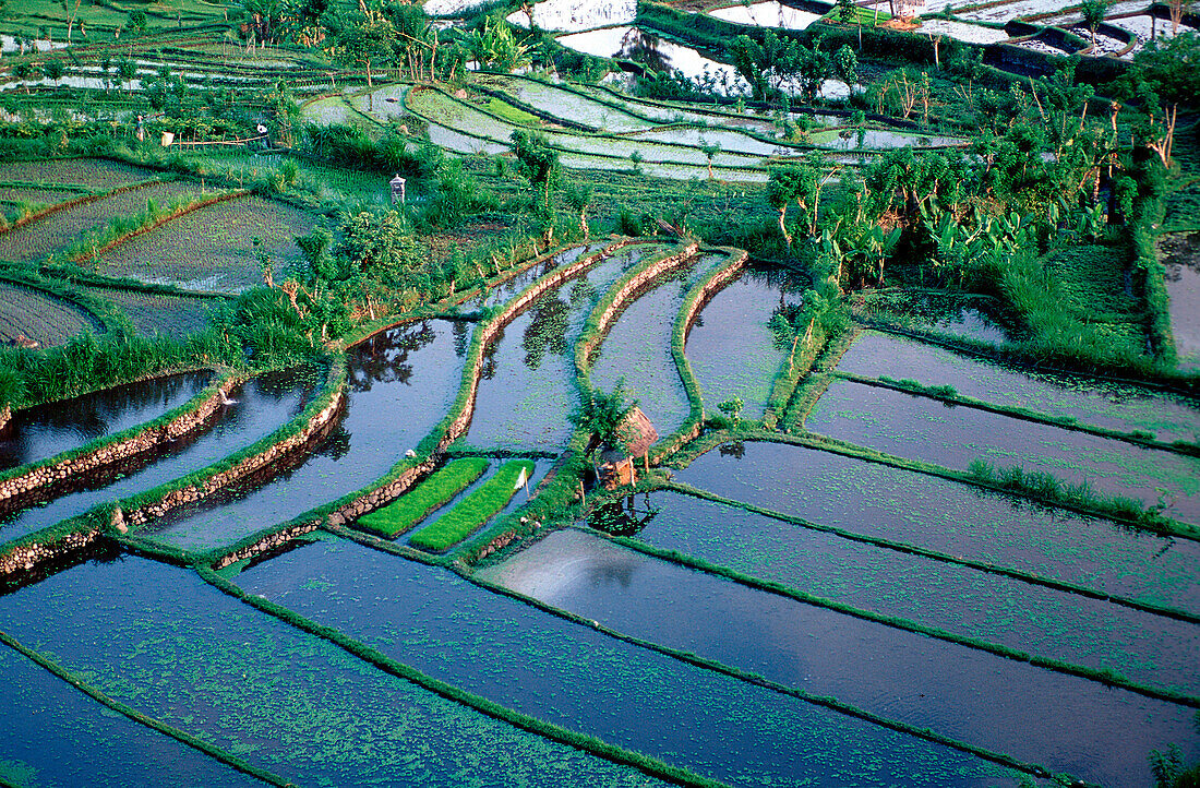 Reisfeld, Luftaufnahme, rice field, air image