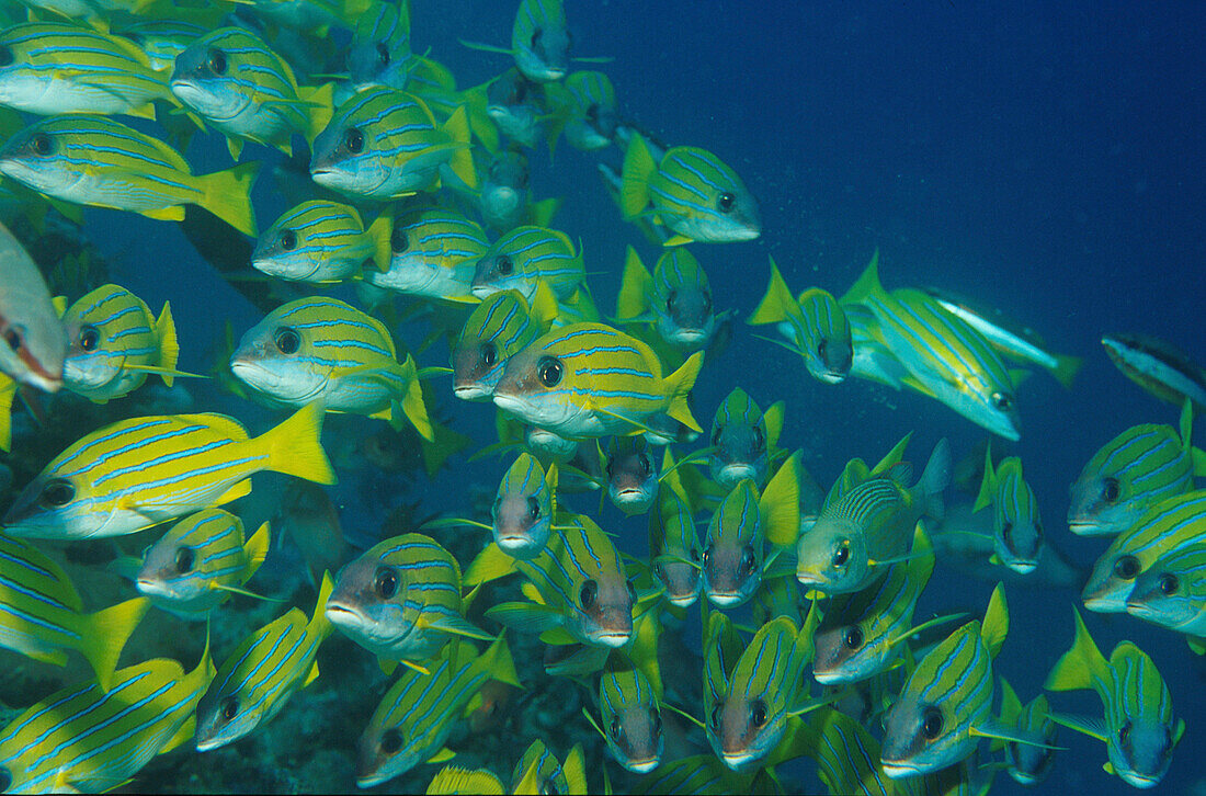 Streifenschnapper, Fischschwarm, Malediven, Indischer Ozean