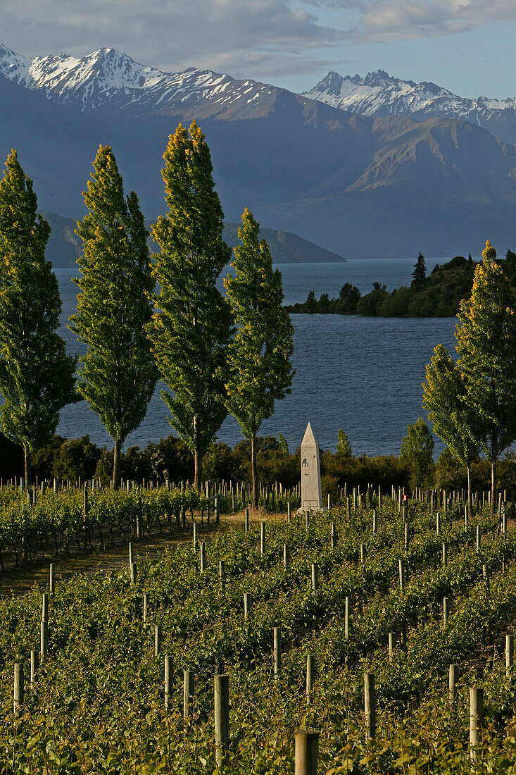 Rippon Vineyard, Weinberg am Ufer des Wanaka Sees, Otago, Südinsel, Neuseeland, Ozeanien