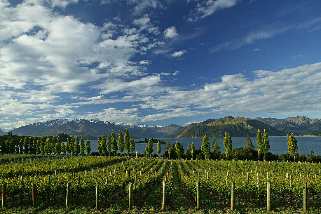 Rippon Vineyard at Lake Wanaka, Otago, South Island, New Zealand