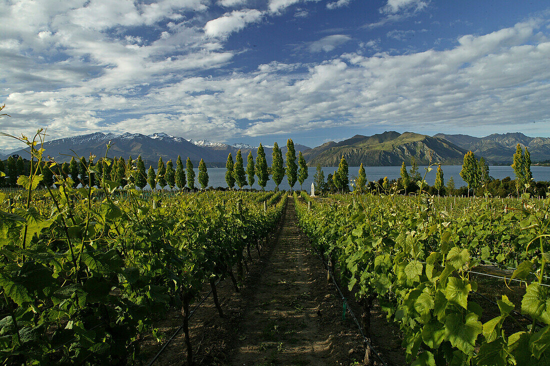 Rippon Vineyard, Weinberg am Ufer des Wanaka Sees, Otago, Südinsel, Neuseeland, Ozeanien