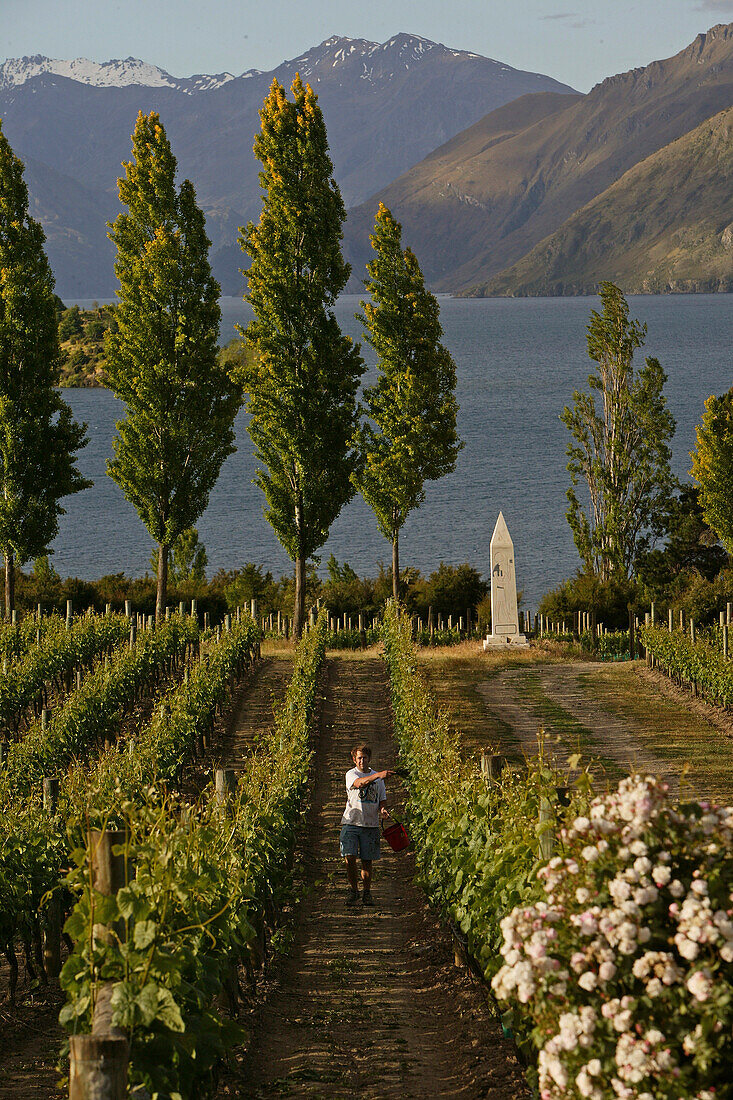 Rippon Vineyard, Weinberg am Ufer des Wanaka Sees, Otago, Südinsel, Neuseeland, Ozeanien