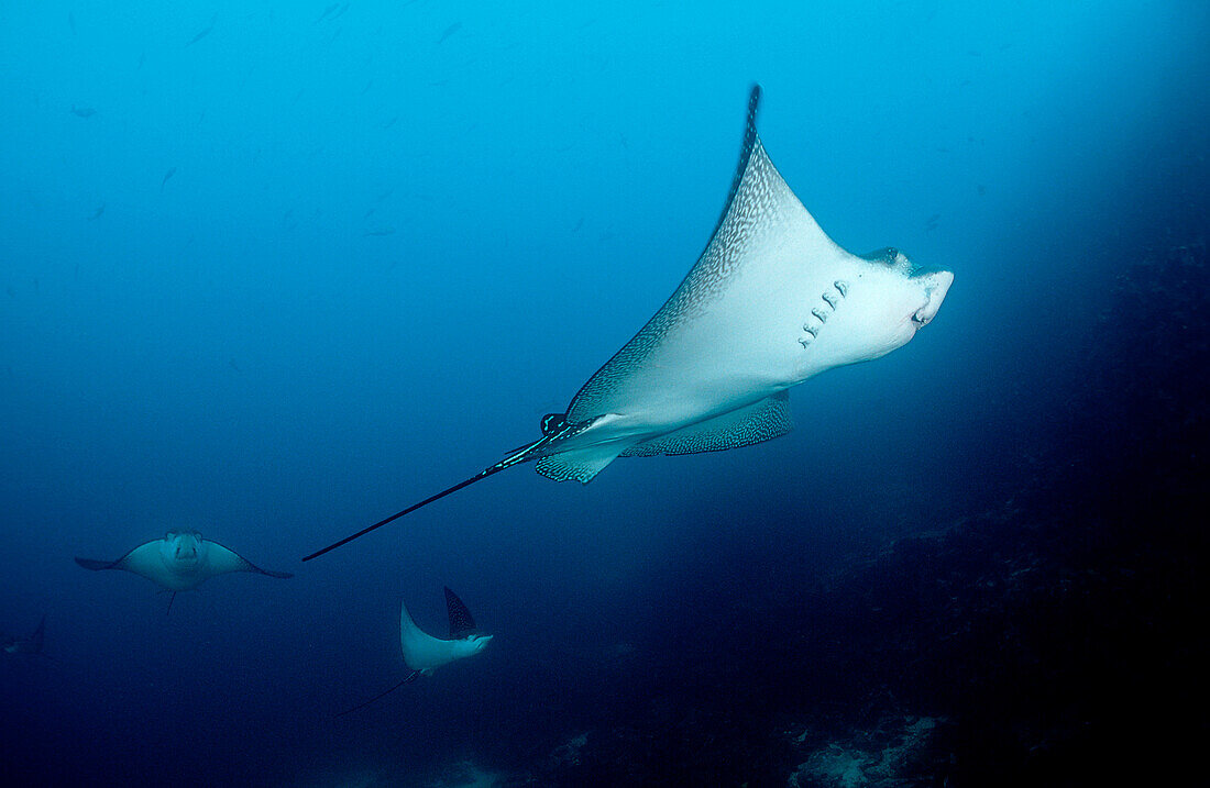 Adlerrochen, Aetobatus narinari, Ekuador, Ecuador, Südamerika, Galápagos, Galapagos, Pazifik