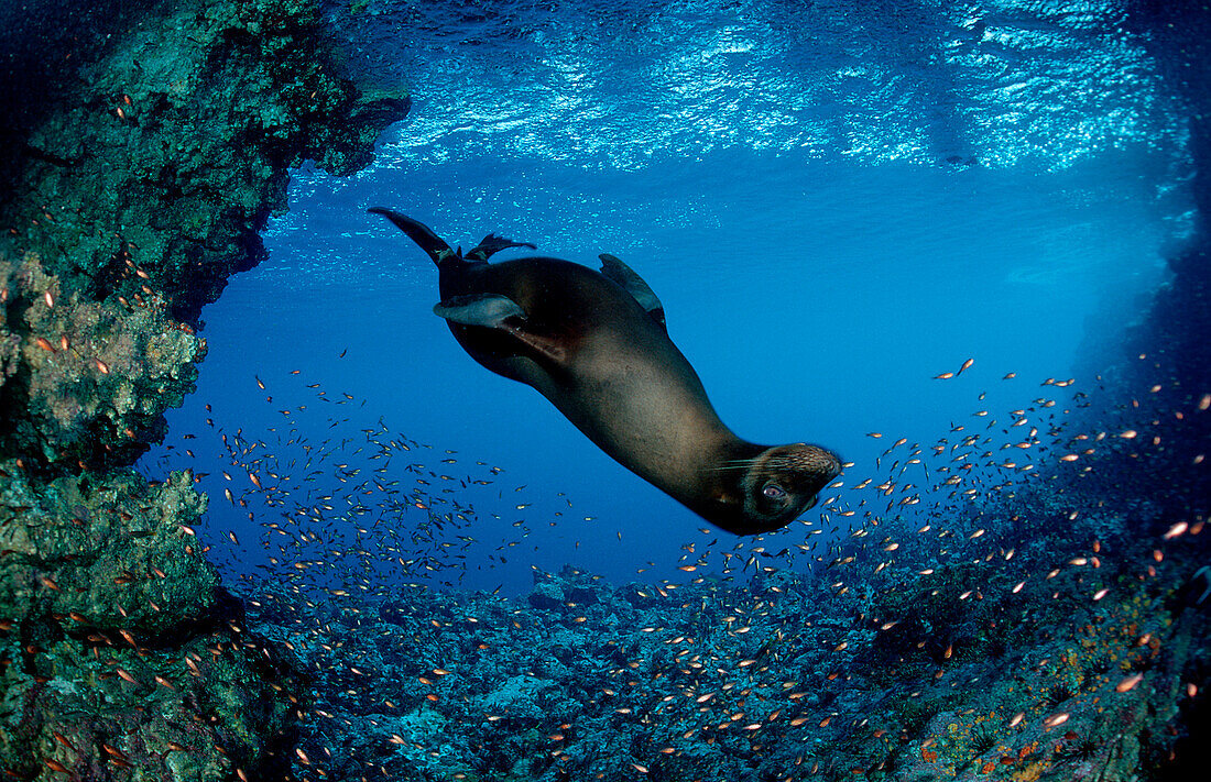 Galapagos-Seeloewe, Zalophus californianus wollebacki , Ekuador, Ecuador, Südamerika, Galápagos, Galapagos, Pazifik