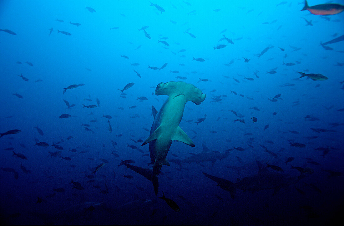 SCALLOPED HAMMERHEAD SHARKS, SPHYRNA LEWINI, Ecuador, South America, Galápagos, Galapagos, Island, Pacific Ocean
