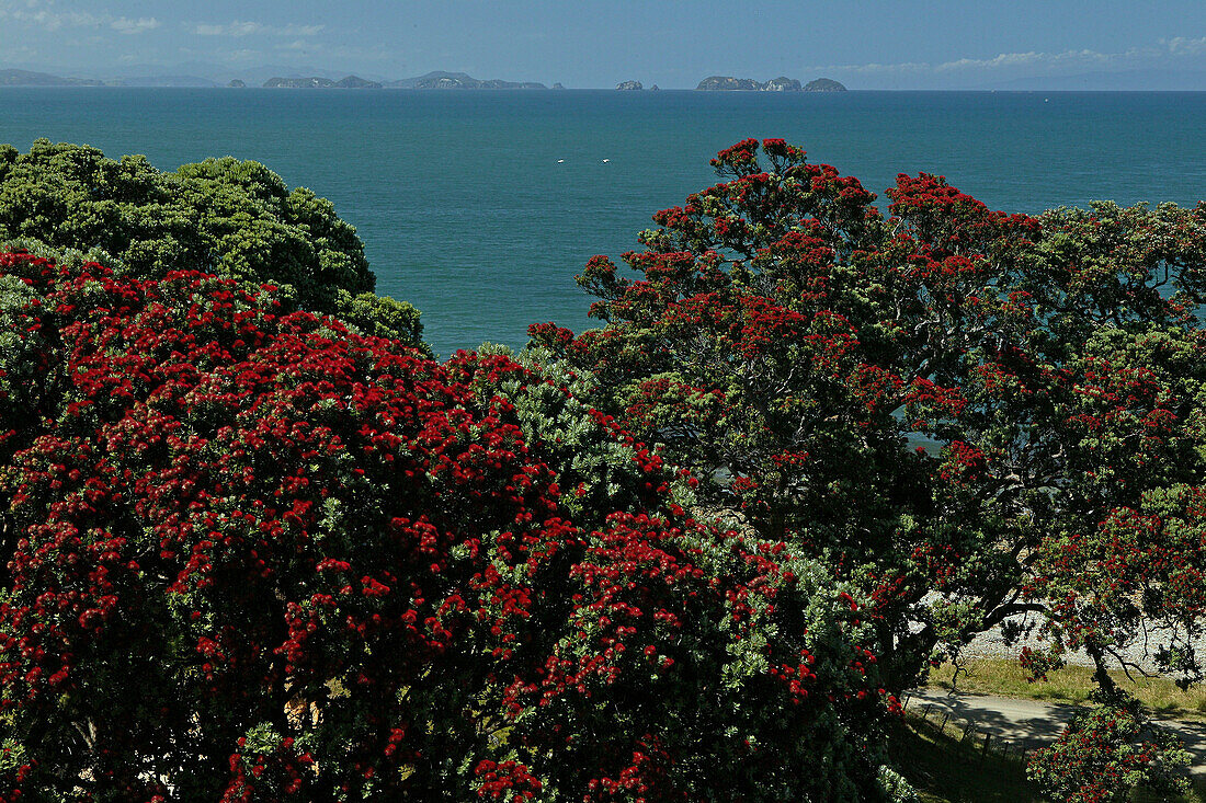 Blühender Pohutukawa Baum an der Küste im Sonnenlicht, Coromandel Halbinsel, Pohutukawa Küste, Nordinsel, Neuseeland, Ozeanien