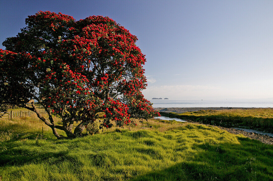 Red flowering Pohutukawa Tree, Pohutukawa Coast, Coromandel Peninsula, North Island, New Zealand