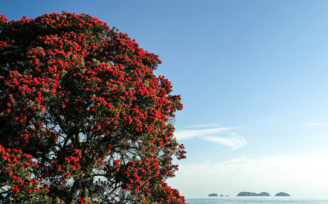 Blühender Pohutukawa Baum an der Küste im Sonnenlicht, Coromandel Halbinsel, Pohutukawa Küste, Nordinsel, Neuseeland, Ozeanien