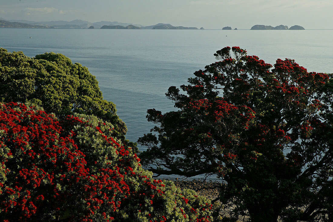Red flowering Pohutukawa tree, coastal road, Coromandel Peninsula, North Island, New Zealand, Coromandel Halbinsel, Pohutukawa Coast