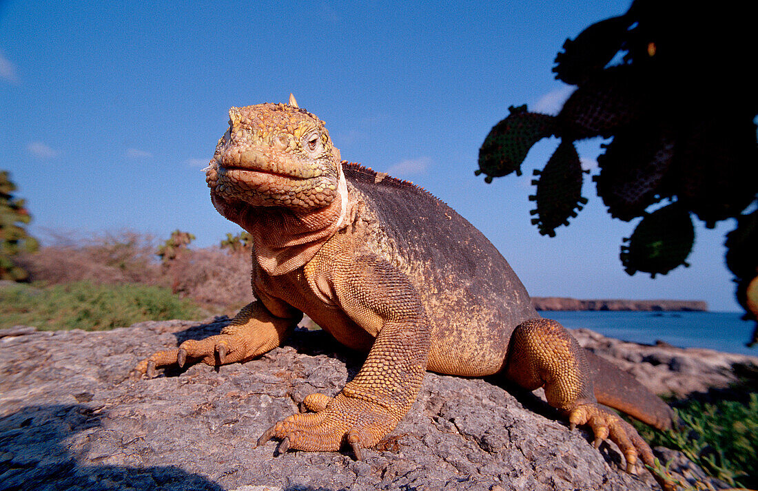 Galapagos Landleguan, Galapagos Land Iguana, CONOL, CONOLOPHUS SUBCRISTATUS