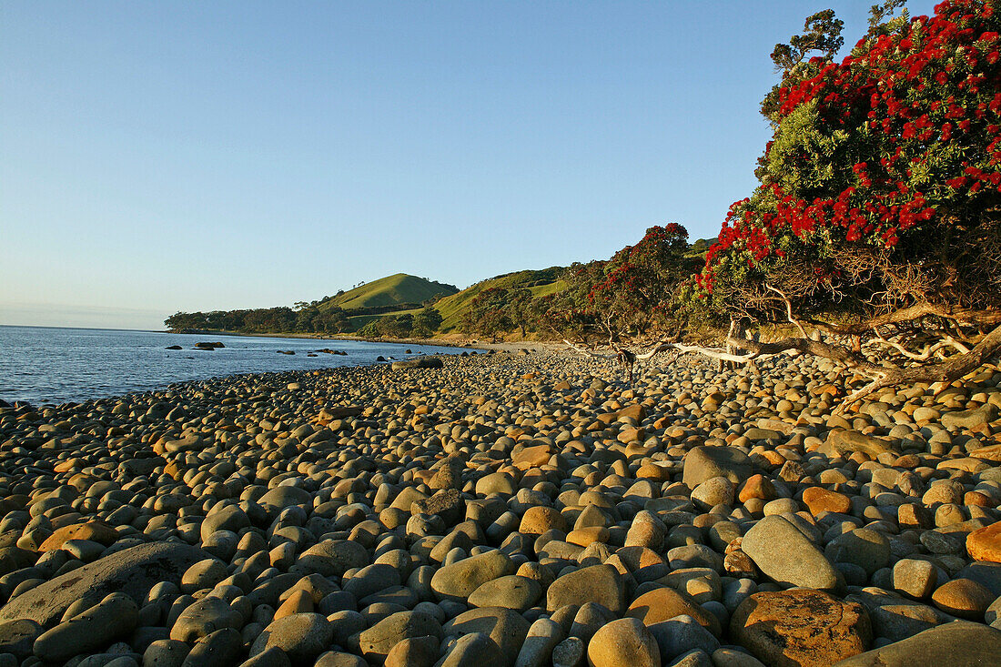 Rot blühender Pohutukawa-Baum an Steinstrand, Pohutukawa Küste, Coromandel Halbinsel, Nordinsel, Neuseeland