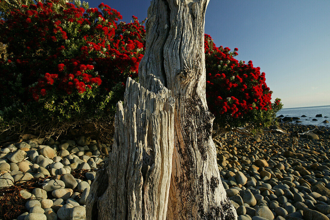 Flowering Pohutukawa tree, NZ, Stony shoreline, Coromandel Peninsula, North Island, New Zealand, Coromandel Halbinsel, Pohutukawa Coast