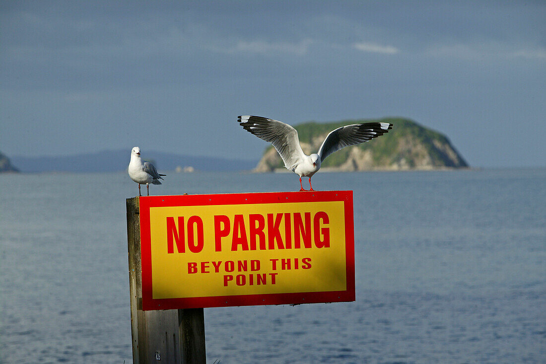 Seagulls on warning sign, Coromandel Peninsula, North Island, New Zealand, Oceania