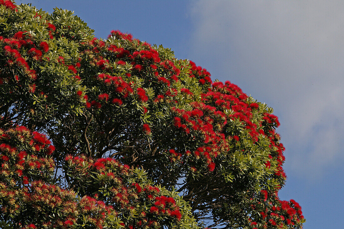 Red flowering Pohutukawa tree in the sunlight, Coromandel Peninsula, Pohutukawa Coast, North Island, New Zealand, Oceania