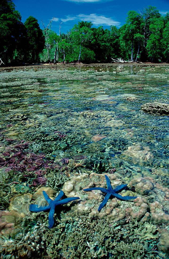 Flachwasserbereich mit Seesternen und Korallen, Co, Coast with starfishes and corals, Asteroidea