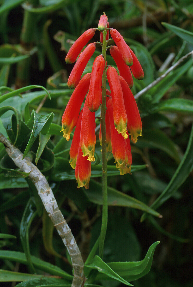 Wilde Aloe, Chamorga, Anaga Gebirge, Teneriffa, Kanarische Inseln, Spanien, Europa