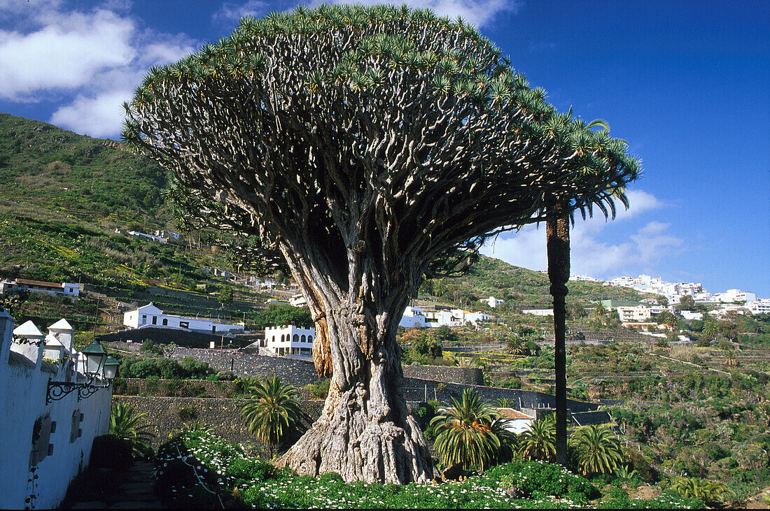 Tausendjähriger Drachenbaum, Icod de los Vinos, Teneriffa Kanarische Inseln, Spanien