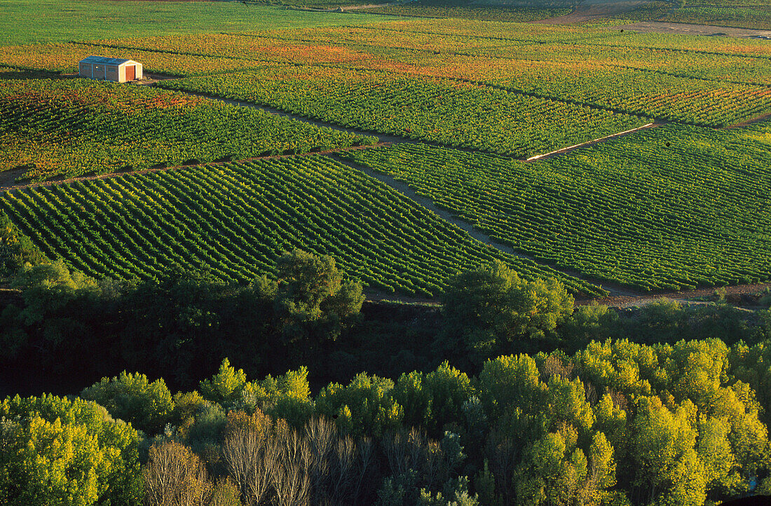 Weinfelder, Ebrotal, Ebrotal, La Rioja Spanien