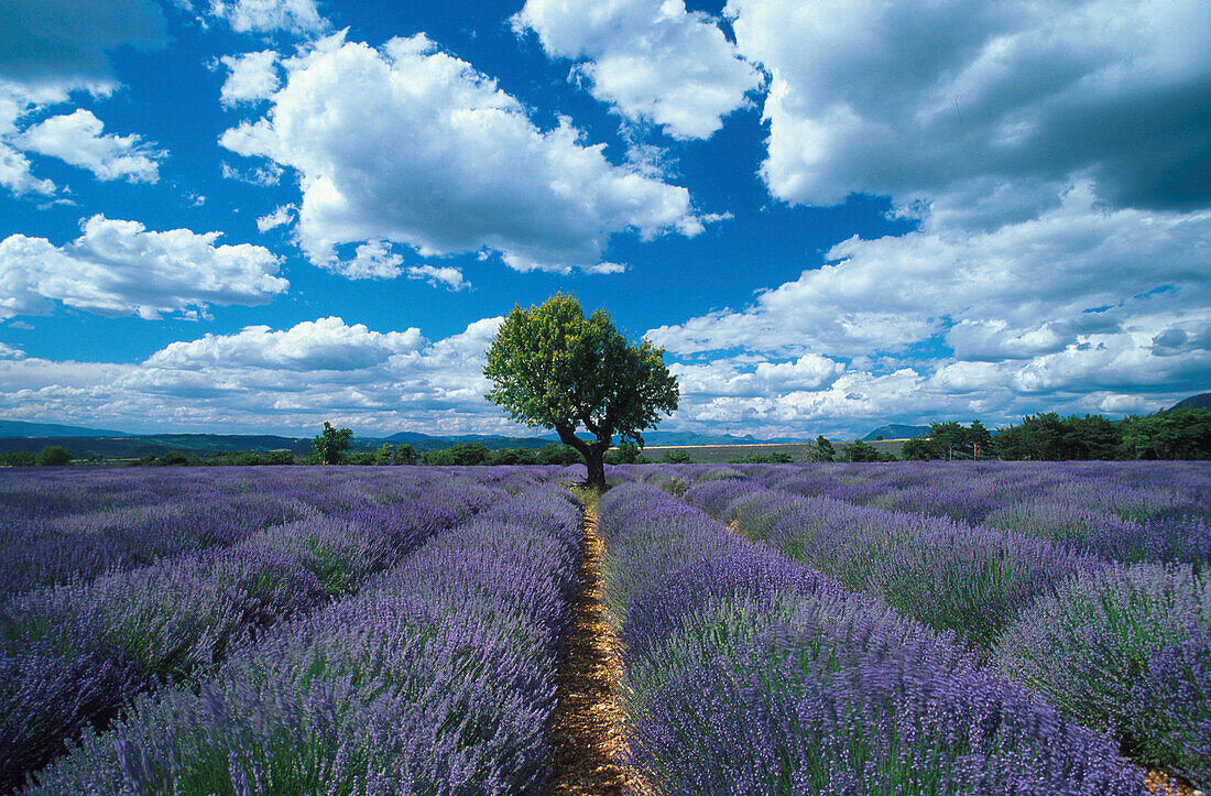 Lavendelfeld und Mandelbaum unter Wolkenhimmel, Alpes-de-Haute-Provence, Provence, Frankreich, Europa