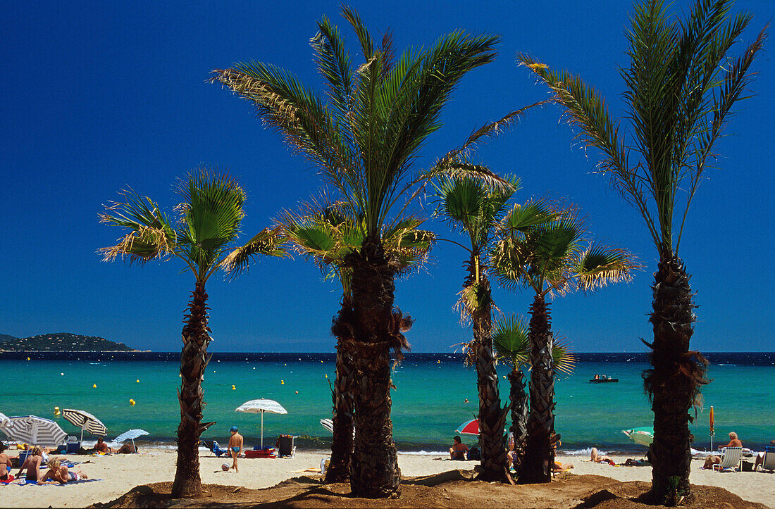 Palmen, Strand, Meer, Côte d'Azur, Provence, Frankreich