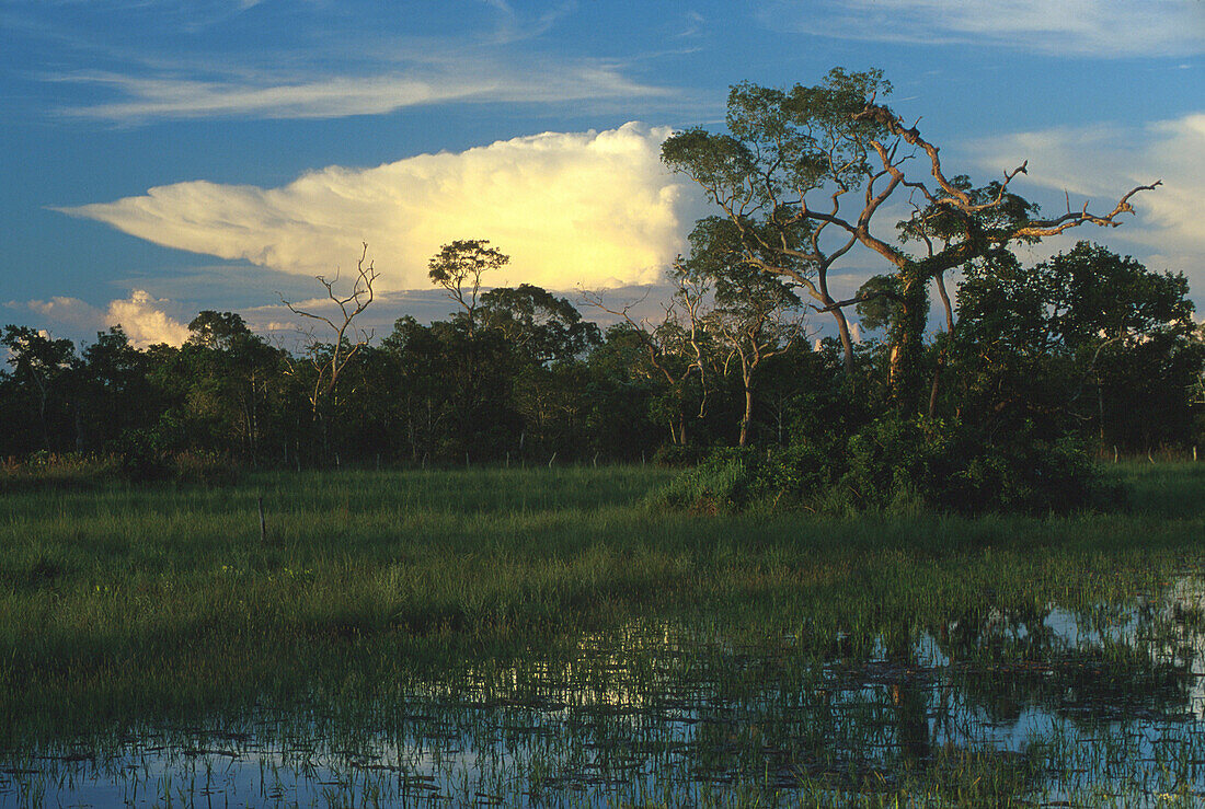 Überschwemmung, Regenzeit, Bäume und Wolken, Pantanal Mato Grosso, Brasilien