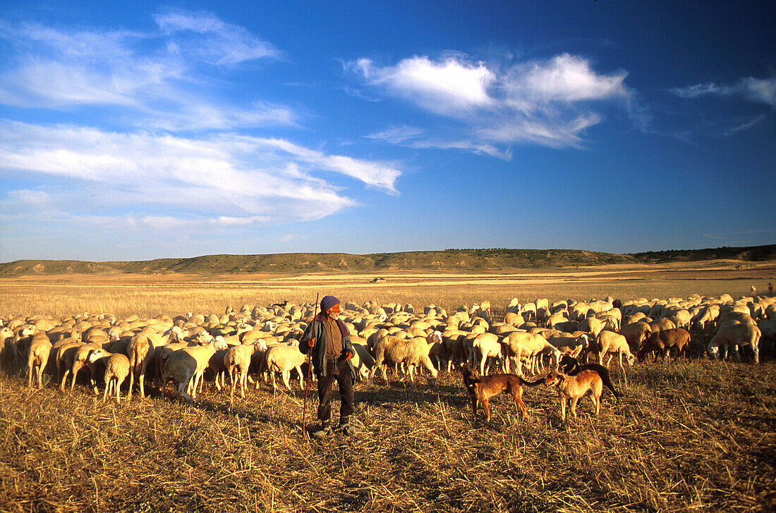 Schäfer bei Candasnos, b. Fraga, Ebro Tal, Prov. Huesca Aragonien, Spanien