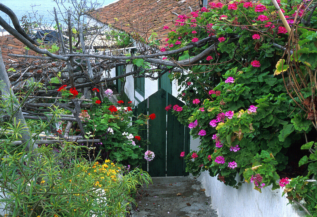 Haus mit Blumen, Icod de los Vinos, Teneriffa, Kanarische Inseln, Spanien, Europa