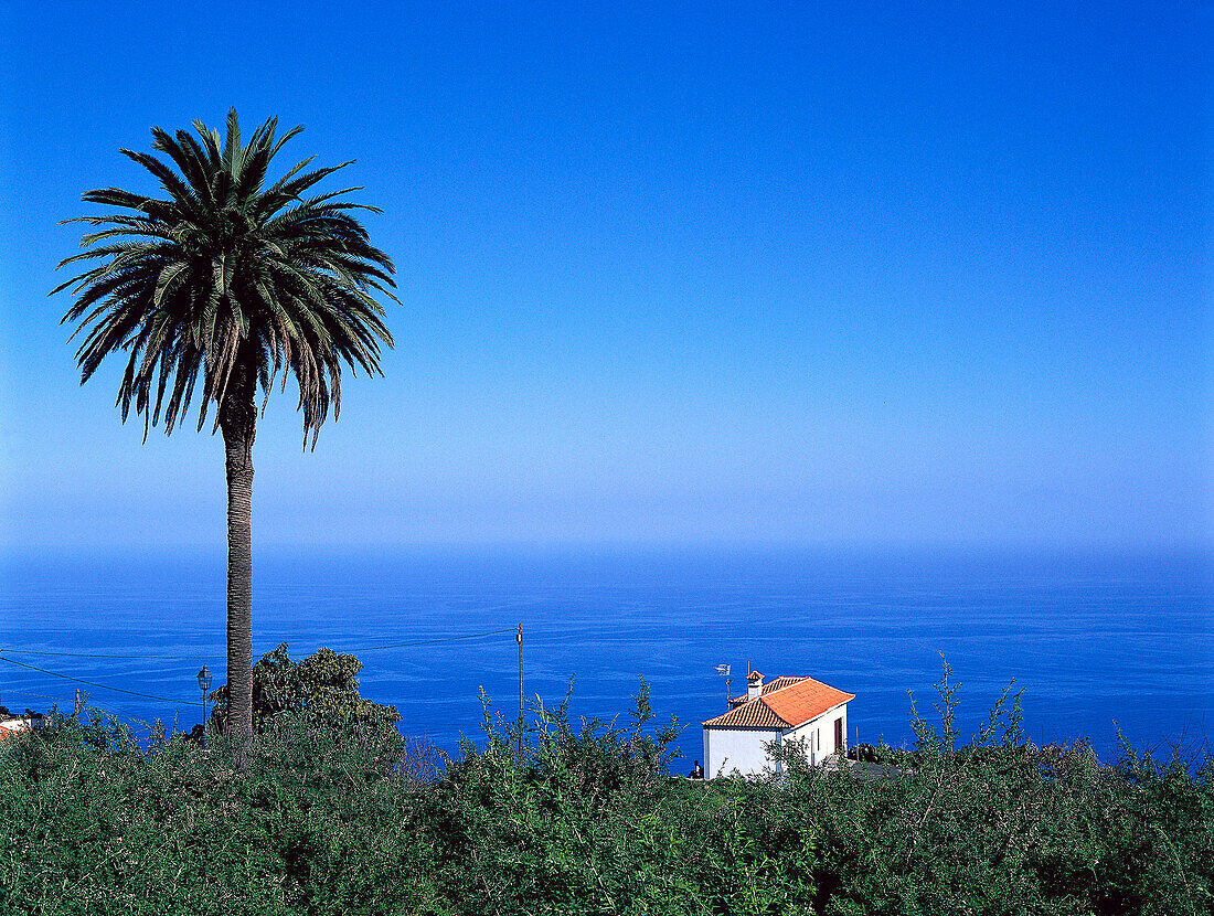 House with a palm tree near Tigalate, La Palma, Canary Islands, Spain