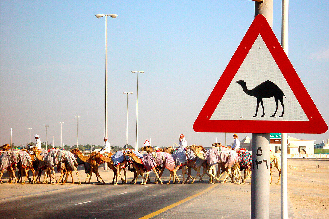 Achtung Kamele-Schild, Dubai, Vereinigte Arabische Emirate