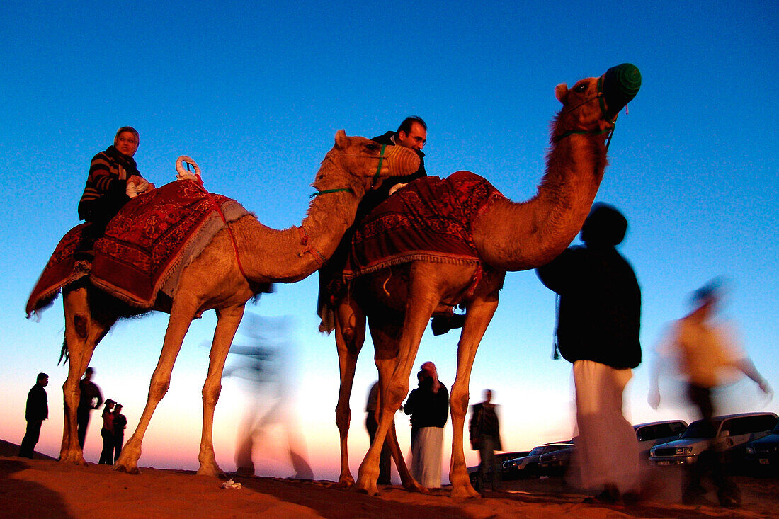 People and camels in the evening, Dubai, UAE, United Arab Emirates, Middle East, Asia