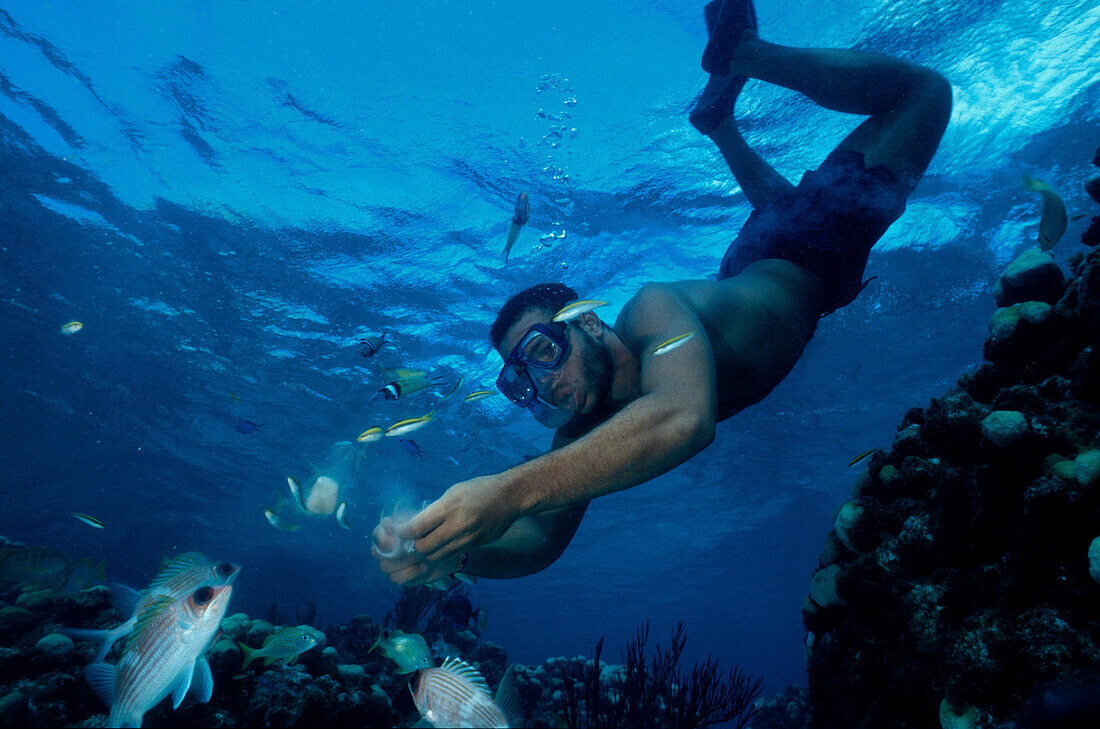 Schnorchel-Guide fuettert Fische an, Grand Cayman Cayman Island, Karibik