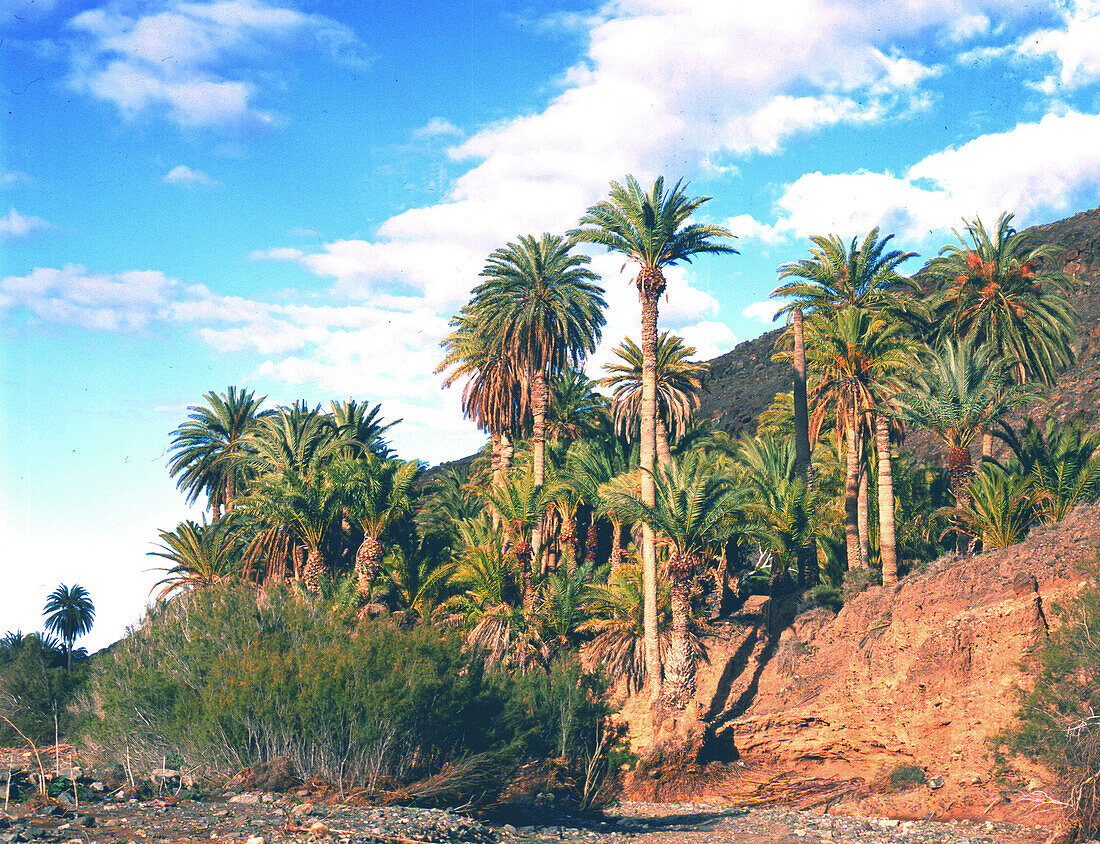 Palmenhain bei Ajuy, Fuerteventura, Kanarische Inseln, Spanien