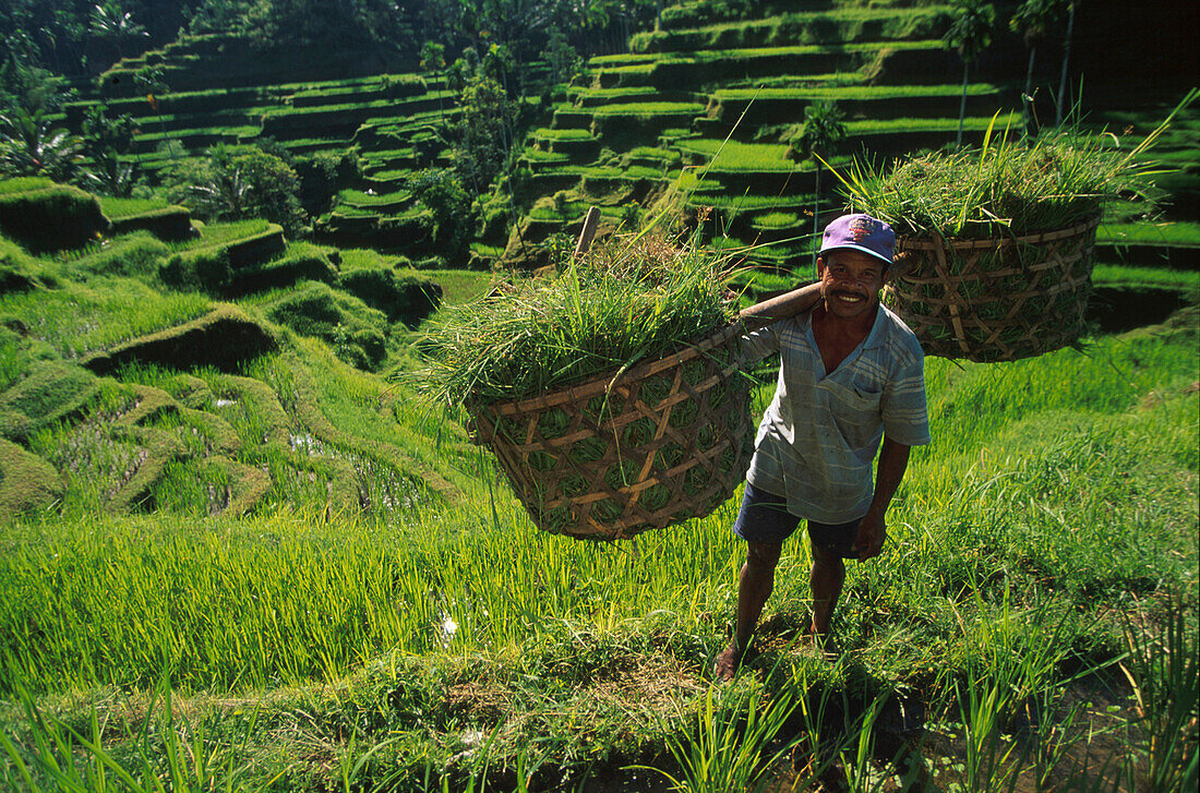 Reisbauer, Reisterrassen bei Pujung Bali, Indonesien