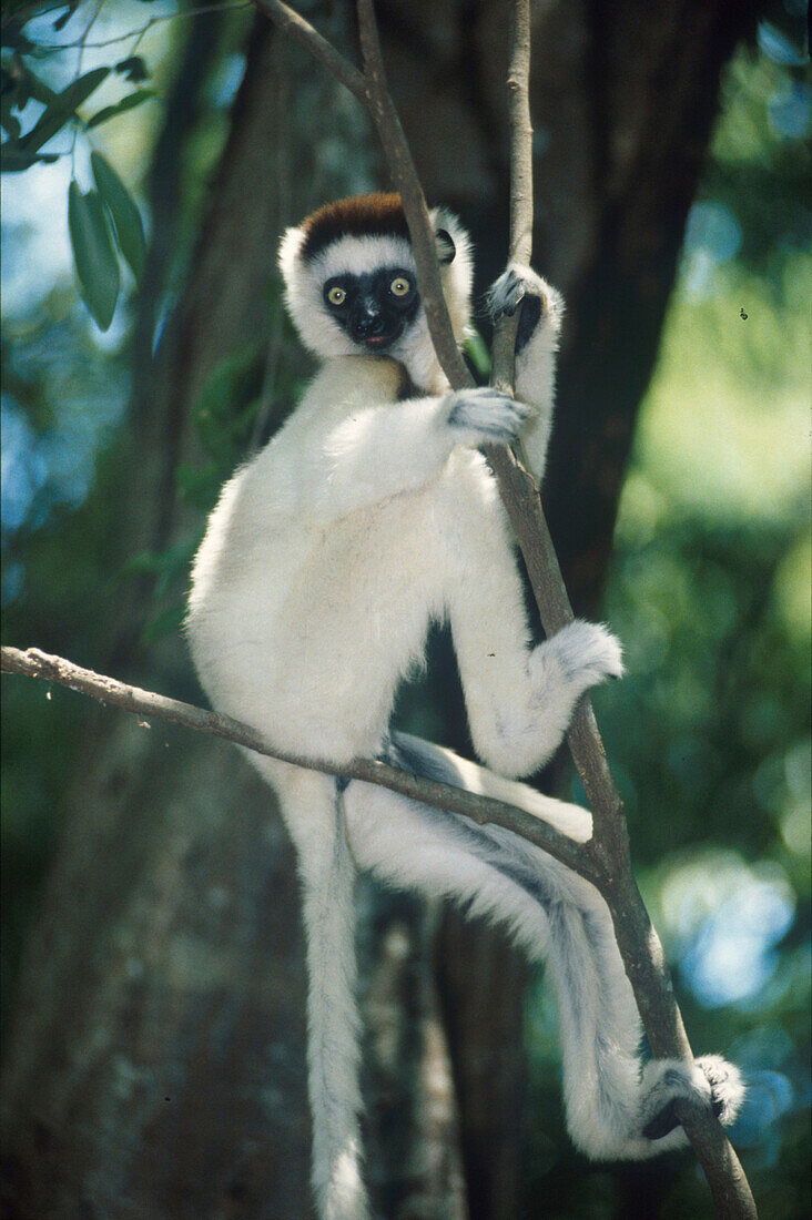 Lemure auf Ast, Berenty, Madagaskar STUeRTZ S.84re.