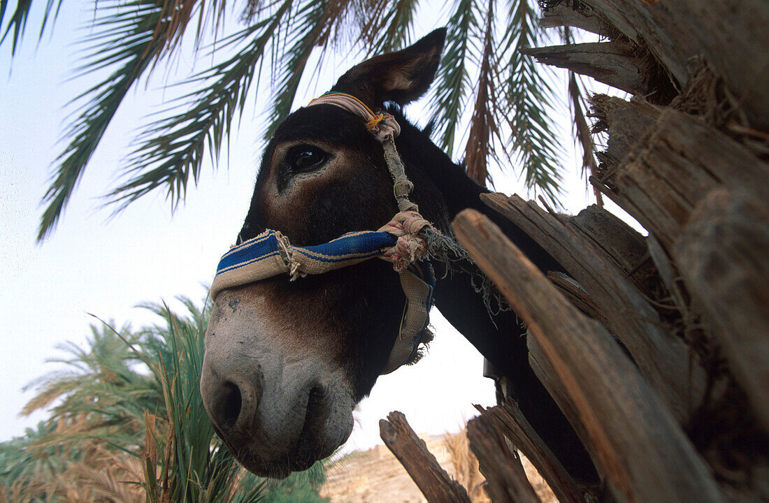 Esel, Midés, Tunesien