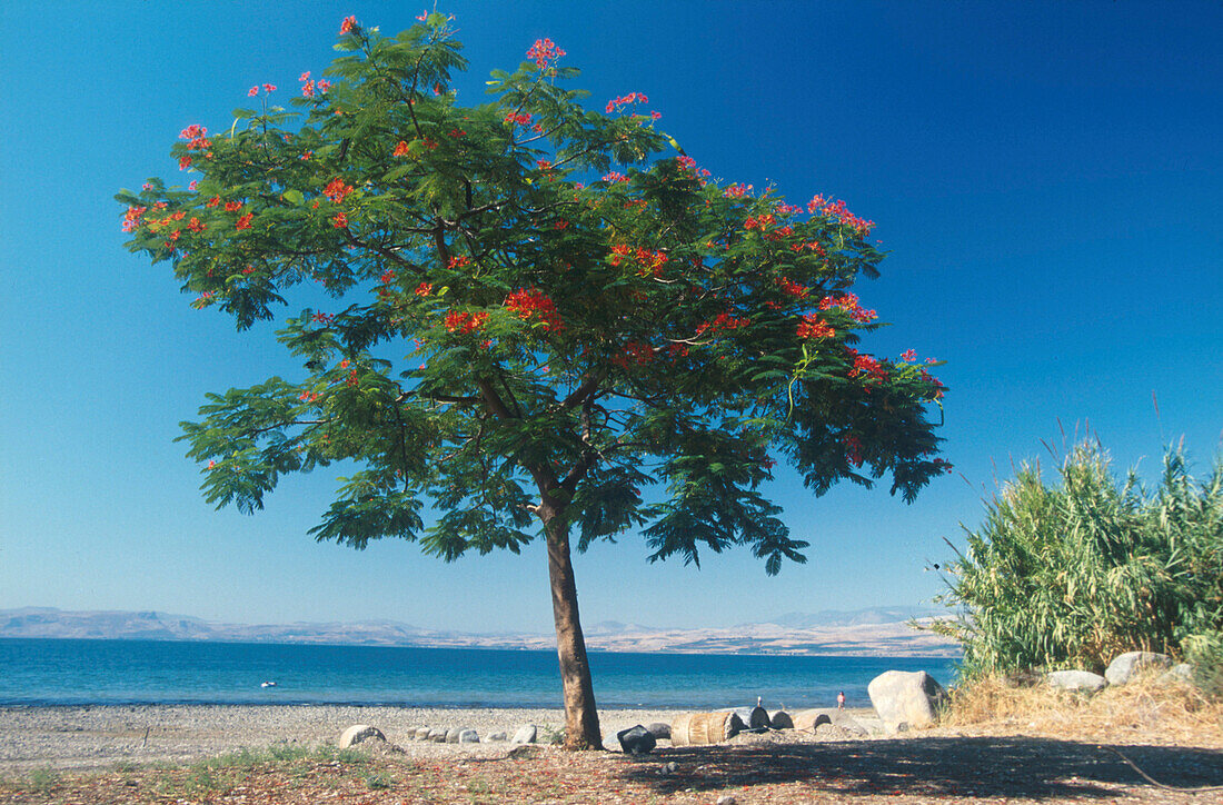 See Genezareth, Galiläa, Israel