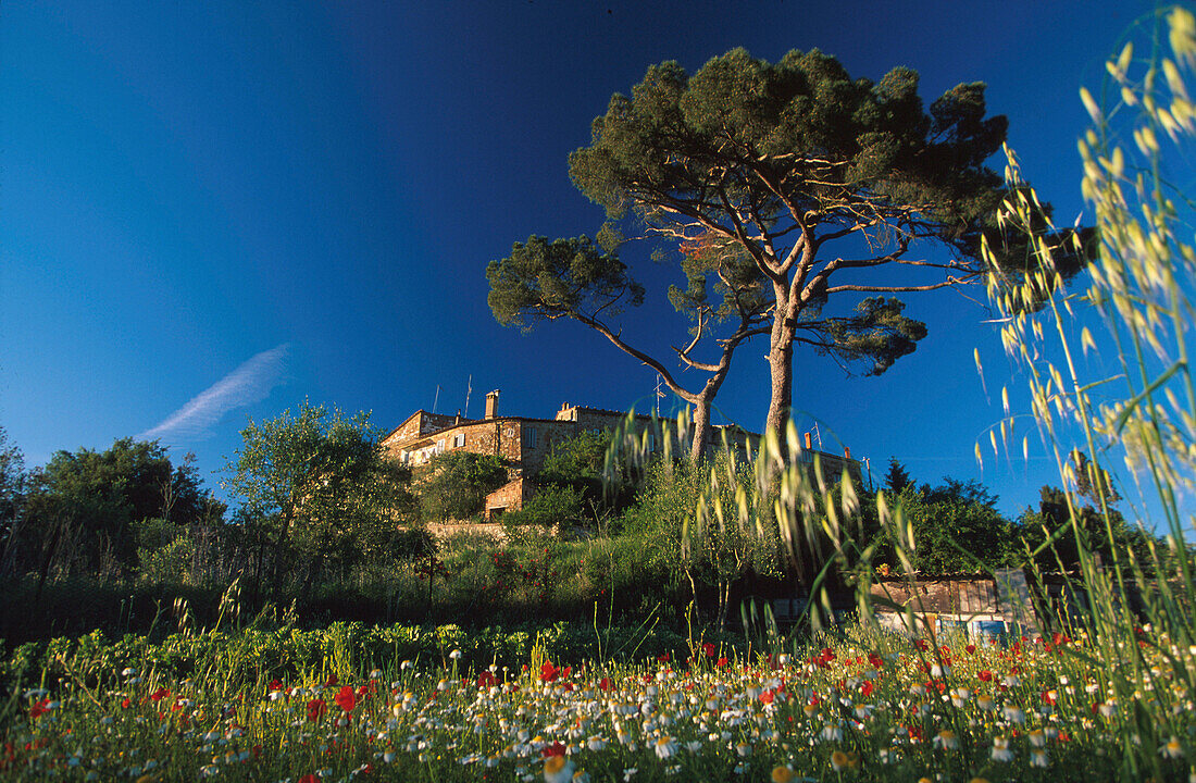 Landhaus mit Blumenwiese und Olivenhain, Murlo, Toskana, Italien, Europa