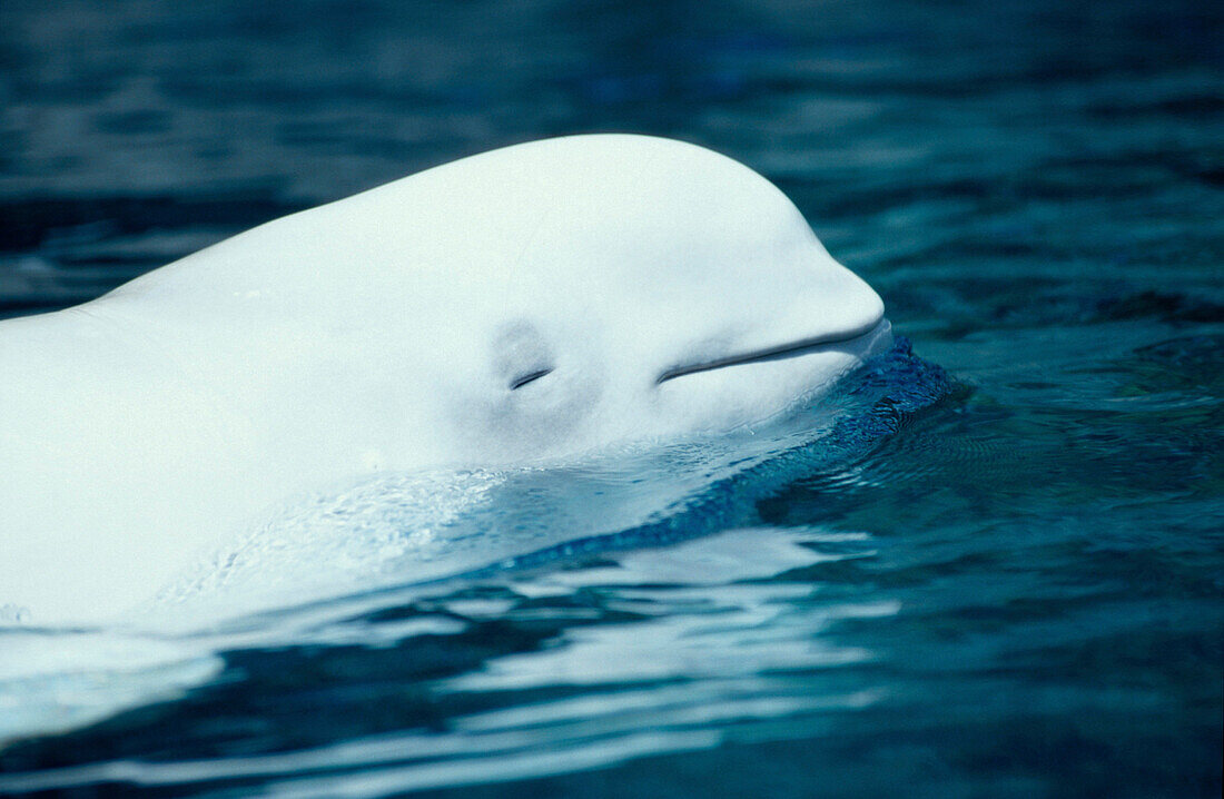 Belugawal, Vancouver Aquarium British Columbia, Kanada