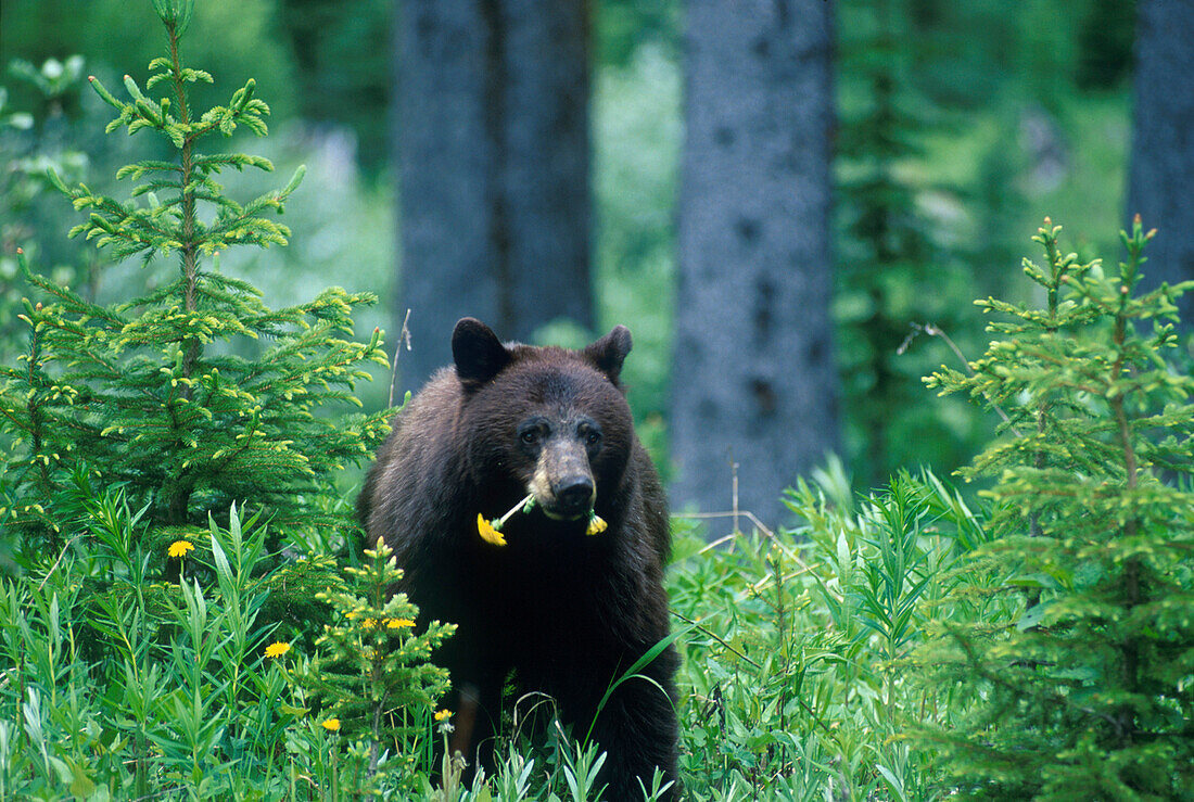Schwarzbär, British Columbia Kanada