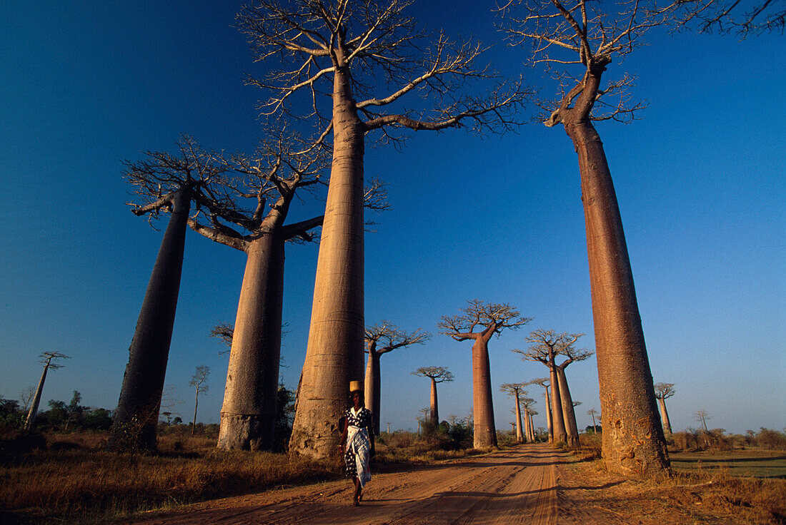 Baobabs neben der Strasse, bei Morondava Madagaskar