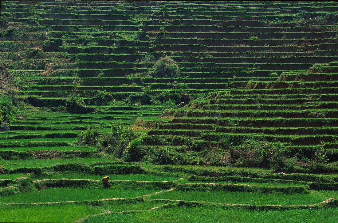 Rice terraces near Ambohimahasoa, Central Highlands, Madagascar, Africa