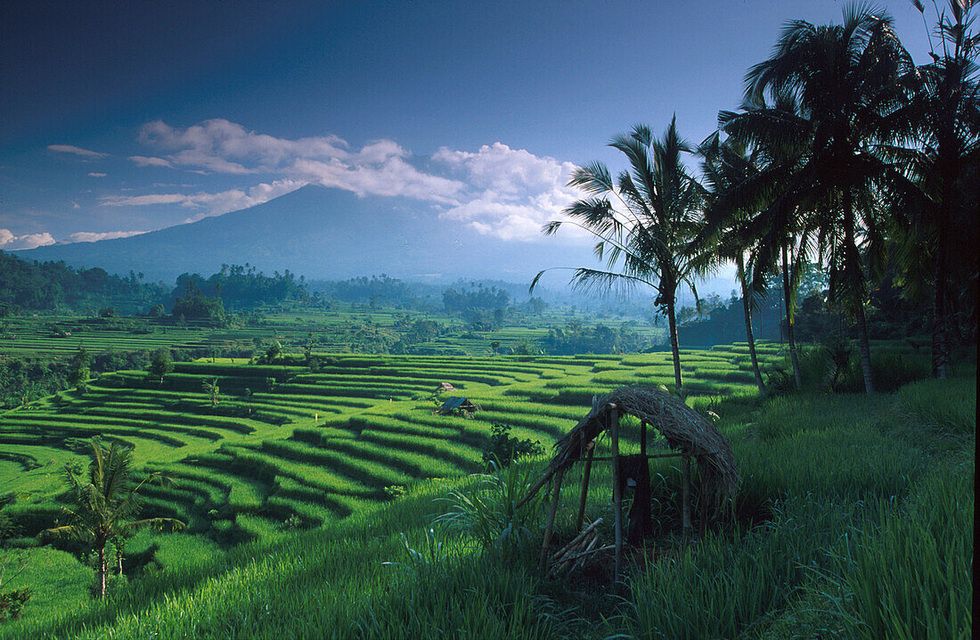 Rice fields and rice terraces, Vulkano Agung in the backgroung, Silebeng, Bali, Indonesia