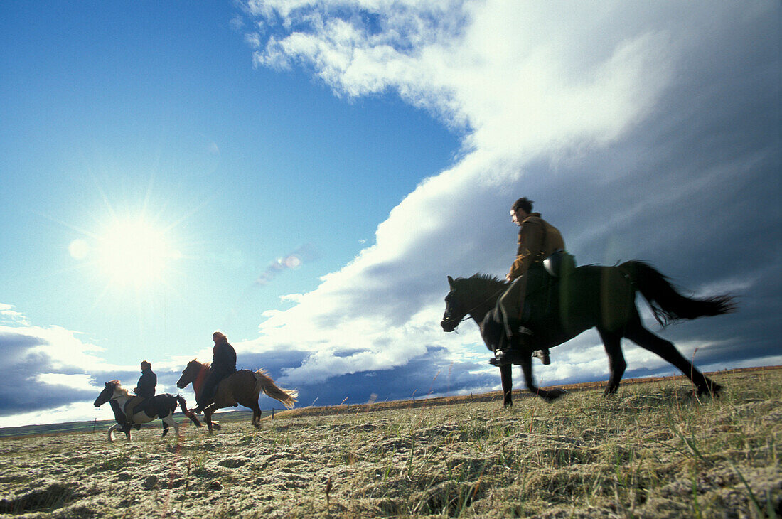 Reiter auf Islandpferden, Midfjord, Norden, Island